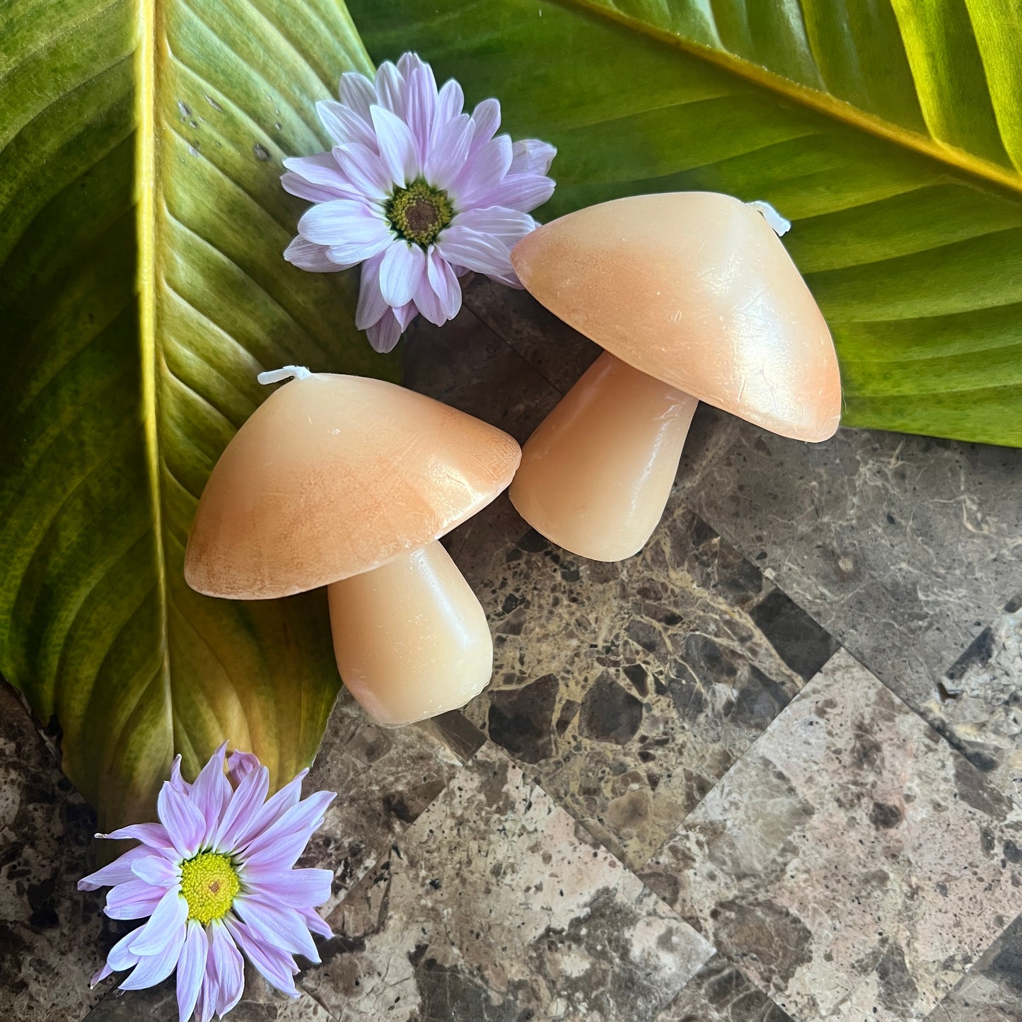 mushWOMB candles : golden teachers