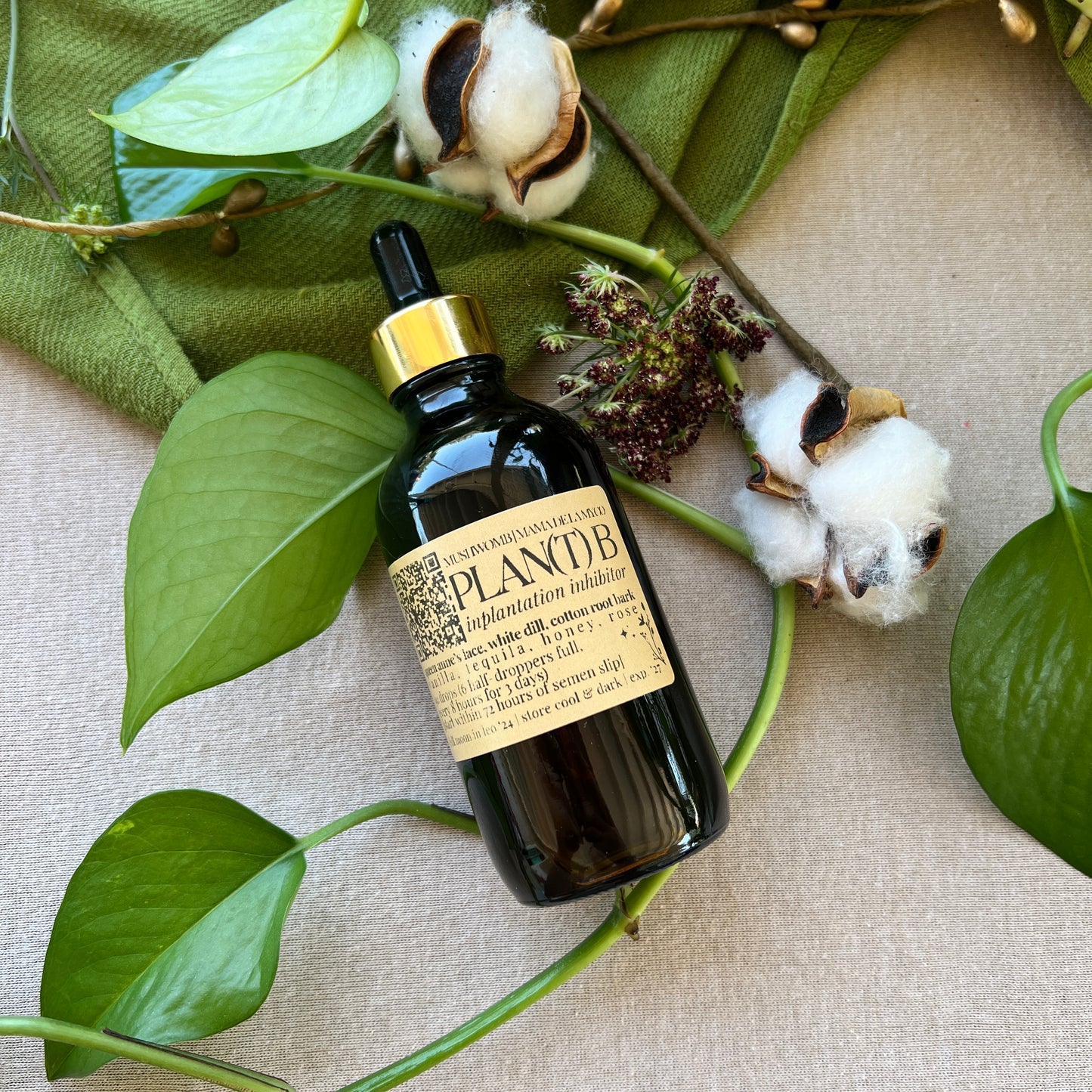 Plan(T) B: Queen Anne's Lace Tincture (LIMITED BATCH)