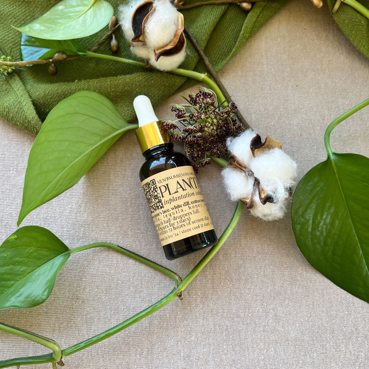Plan(T) B: Queen Anne's Lace Tincture (LIMITED BATCH)