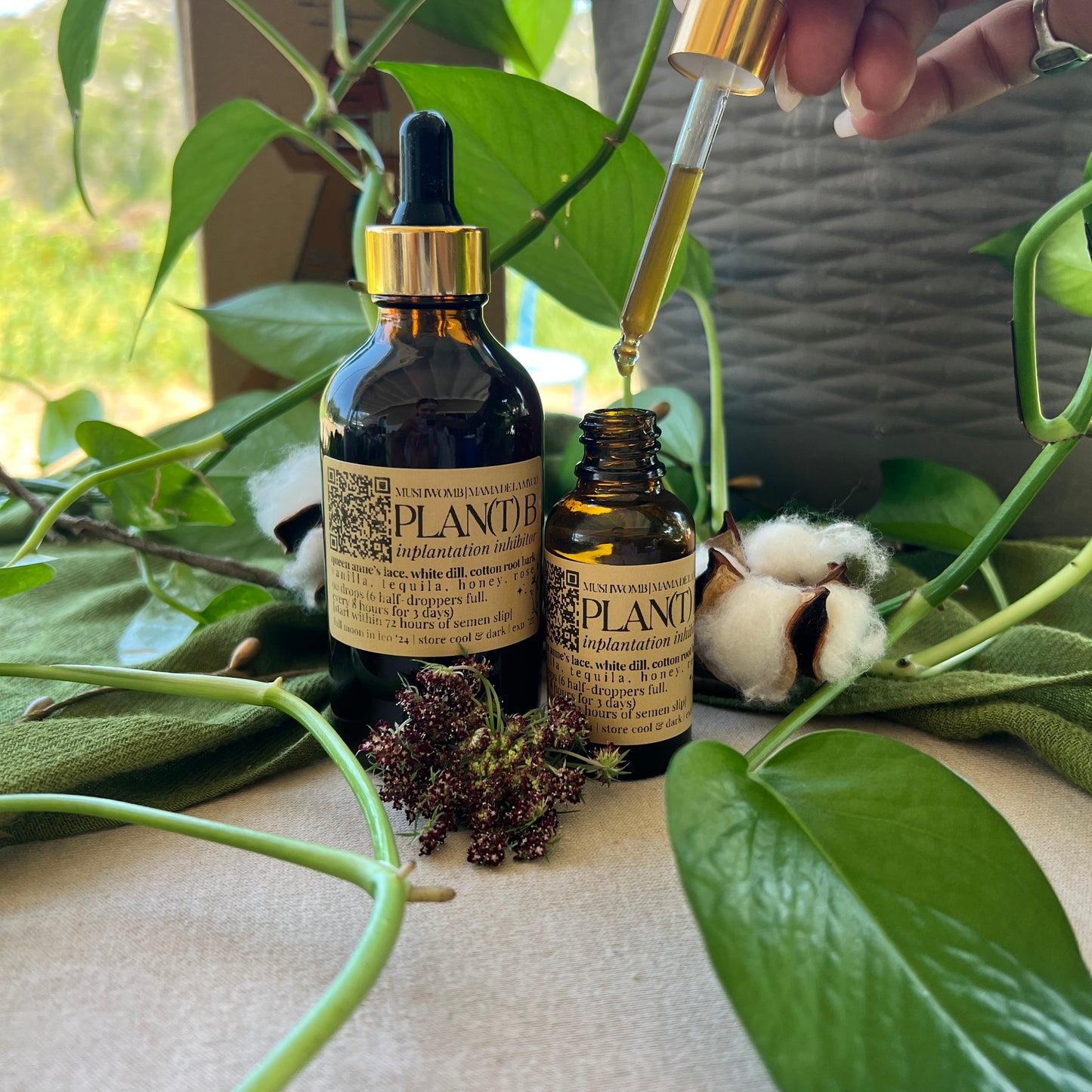 Plan(T) B: Queen Anne's Lace Tincture (LIMITED BATCH)