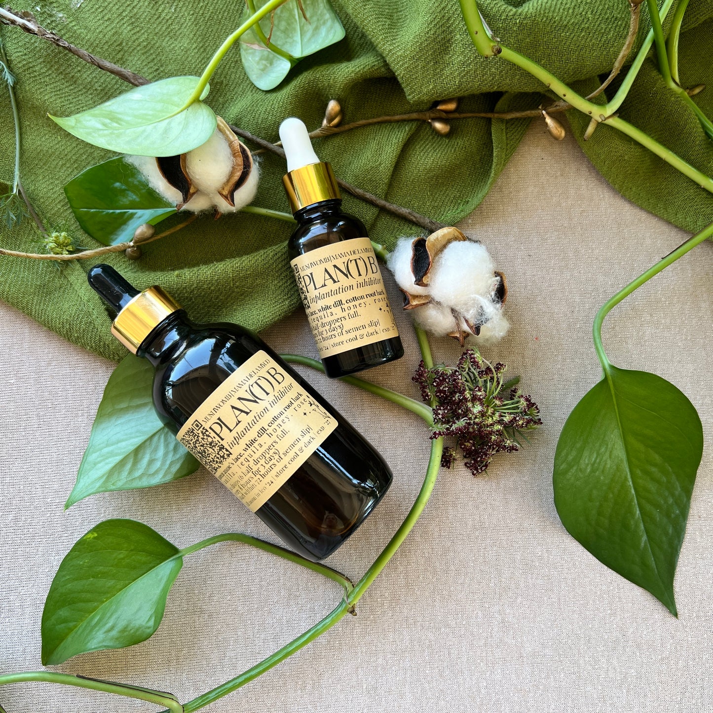 Plan(T) B: Queen Anne's Lace Tincture (LIMITED BATCH)