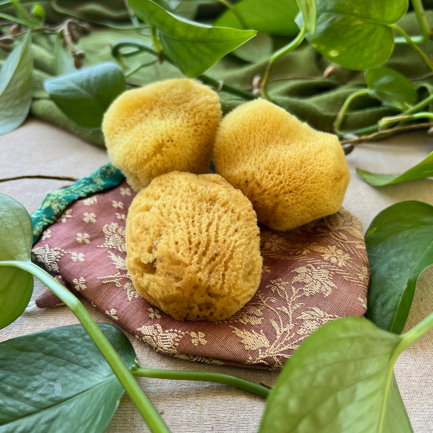 Menstrual Sea Sponges