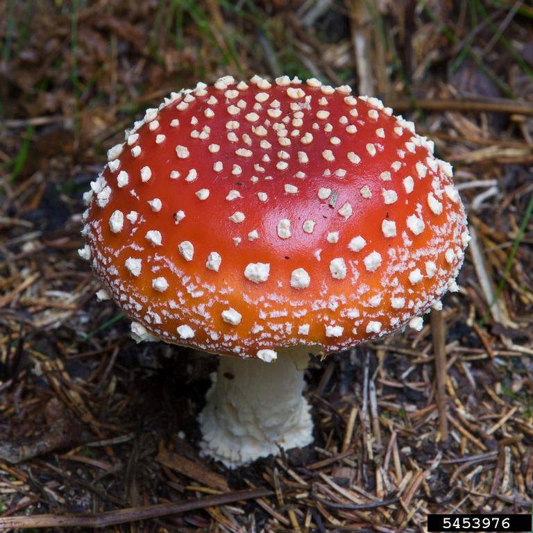 Amanita Muscaria Mushroom Elixir