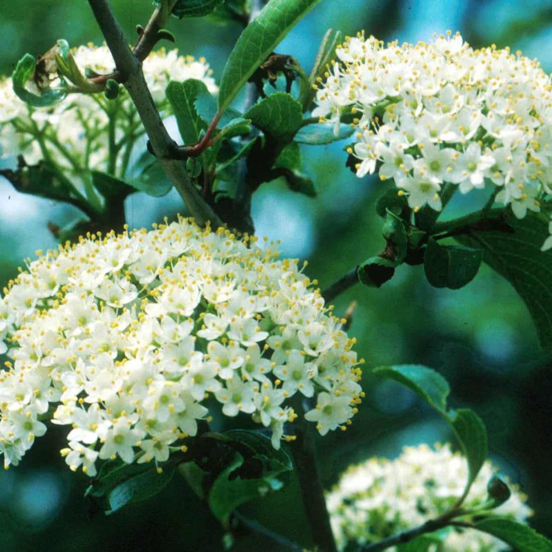 Cramp Calming: Black Haw Tincture