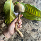 mushWOMB rattles -- handcarved wood with seeds inside