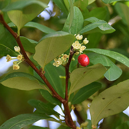 Mambecita :: Mama Leaf Energizing Social Powder (Limited Batch)