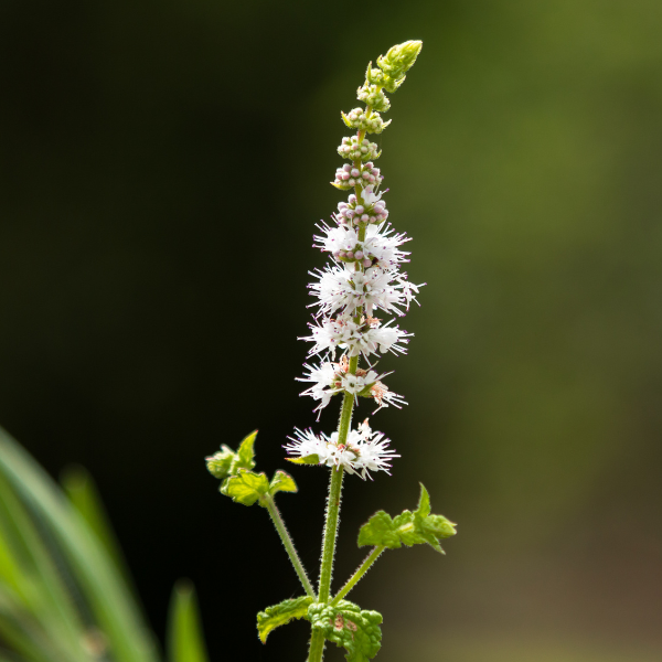 Cervical Soft -- Black Cohosh Root